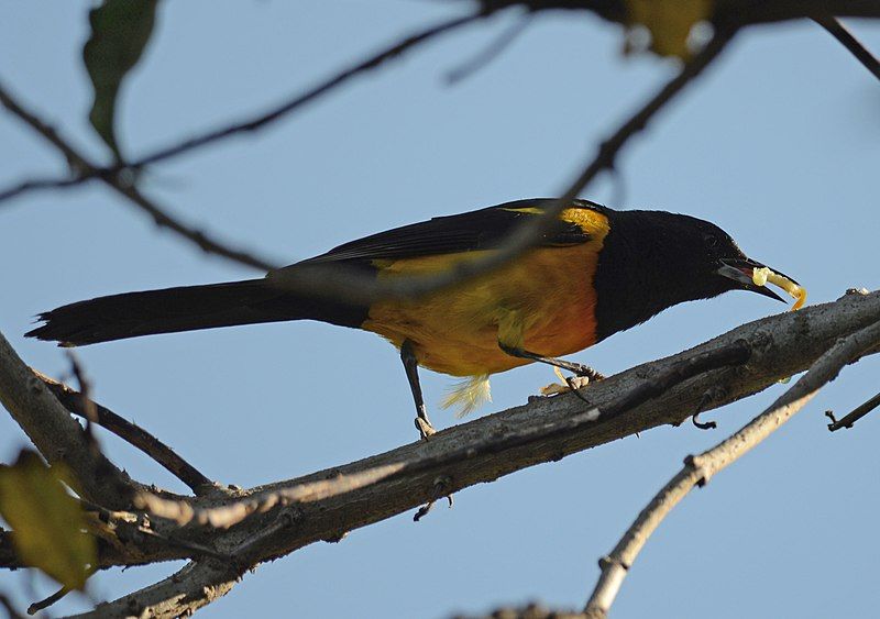 Black-vented_oriole__4