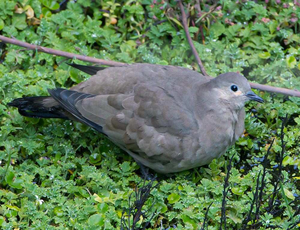 Black-winged Ground Dove