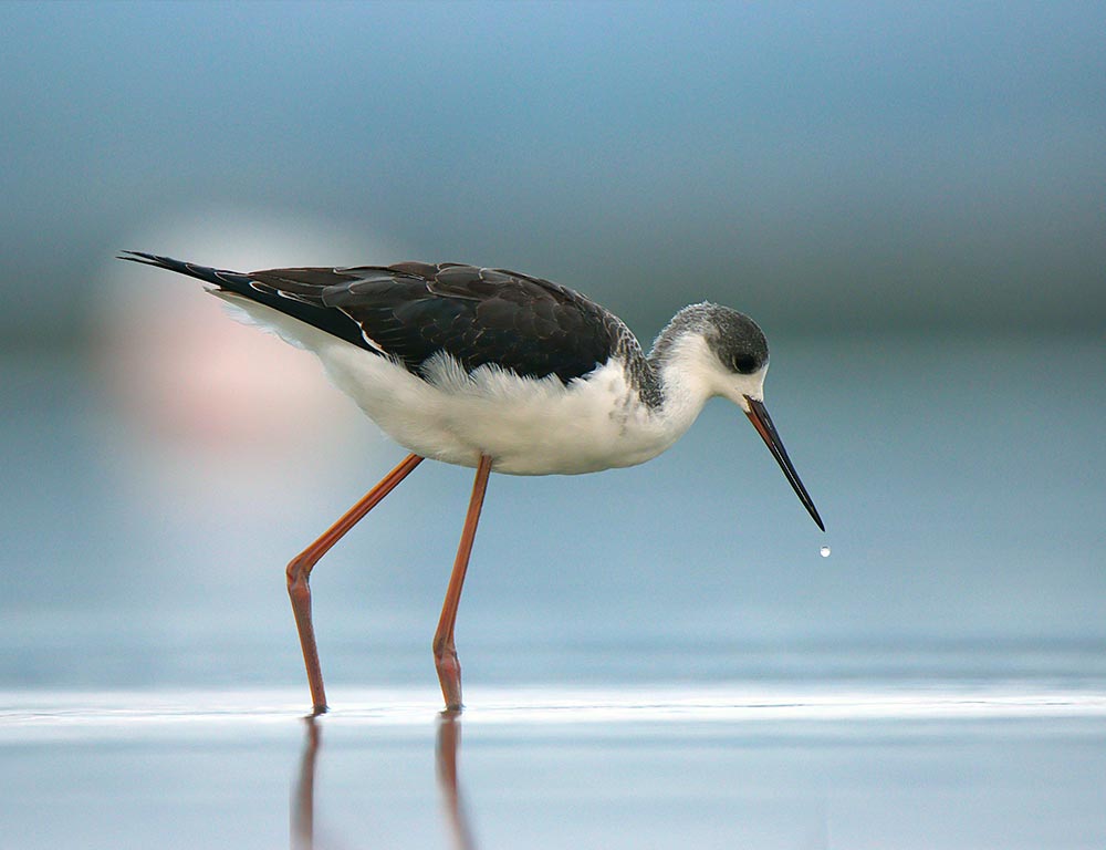 Black-winged Stilt