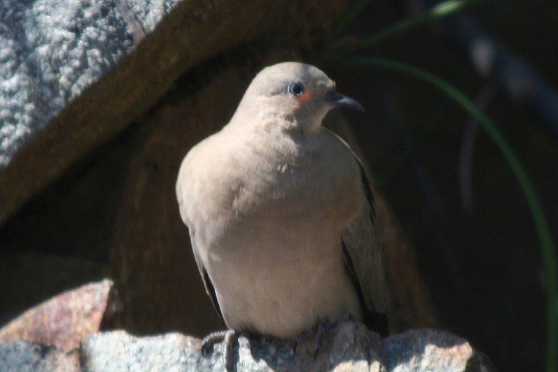 Black-winged_ground_dove__10