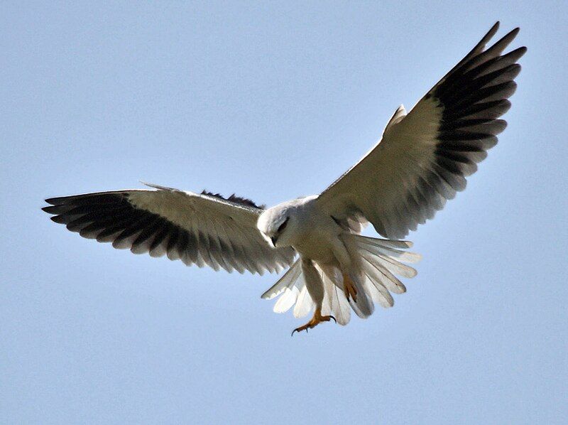 Black-winged_kite__11