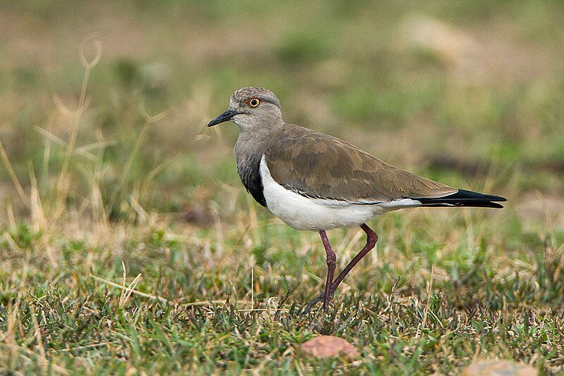 Black-winged_lapwing__23