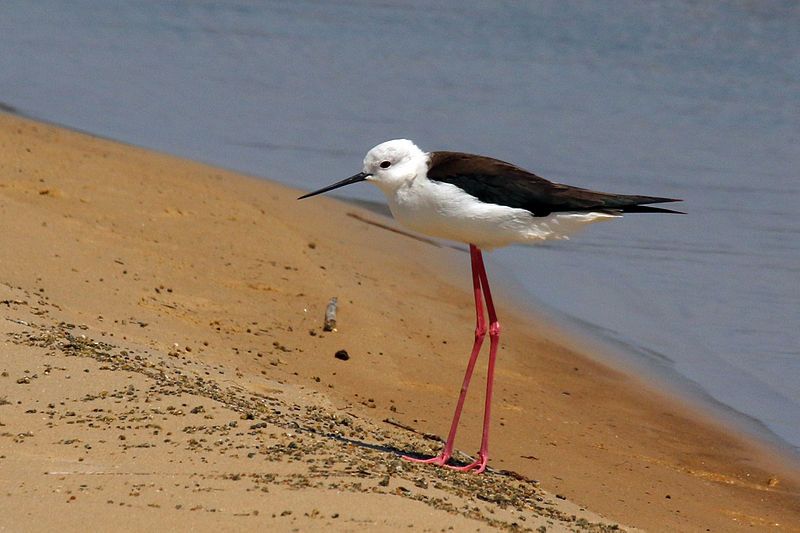 Black-winged_stilt__1