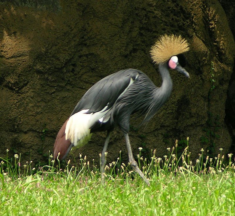Black_crowned_crane__5