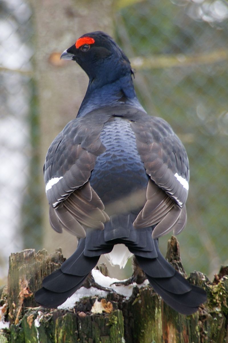 Black_grouse__5