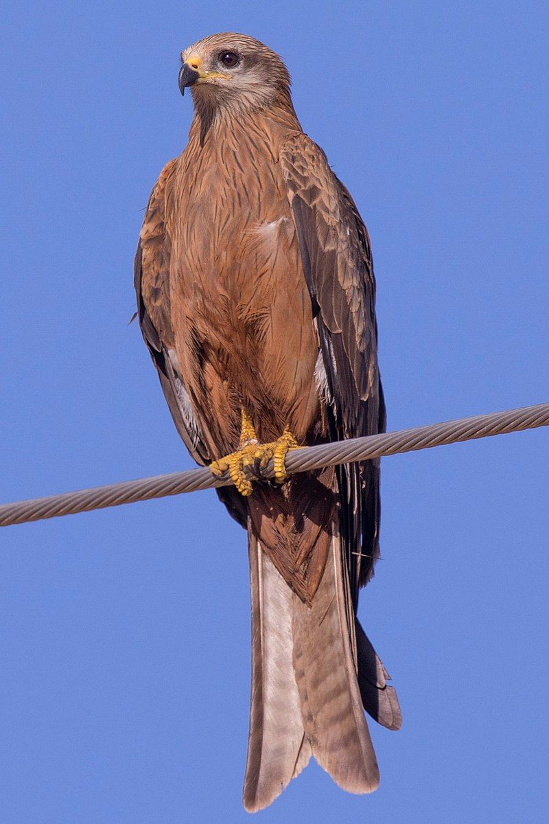 Black_kite__2