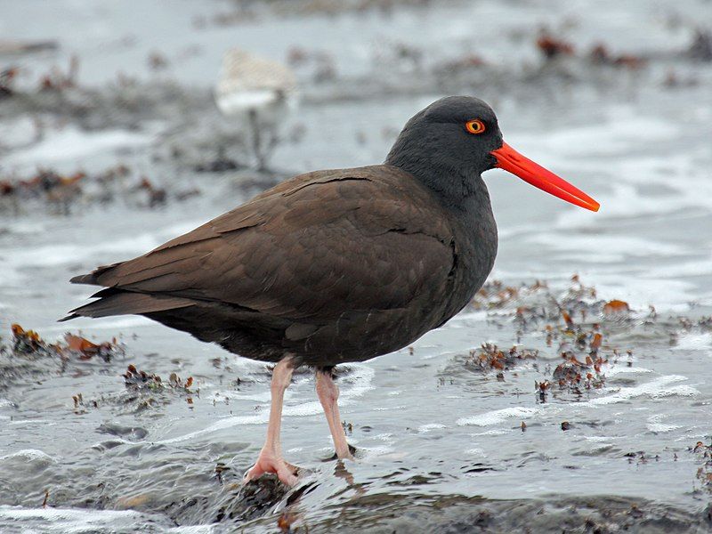 Black_oystercatcher__13