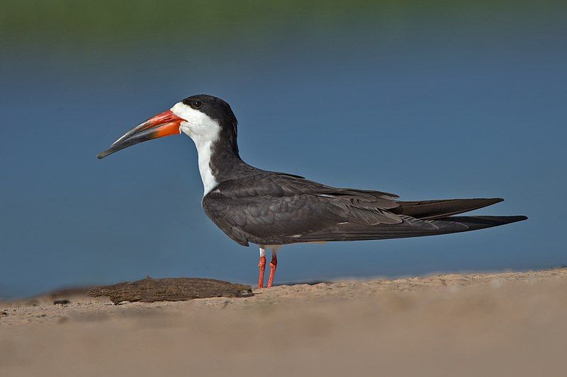 Black_skimmer__13