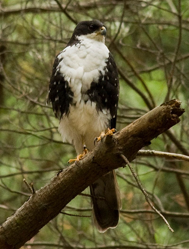 Black_sparrowhawk__16