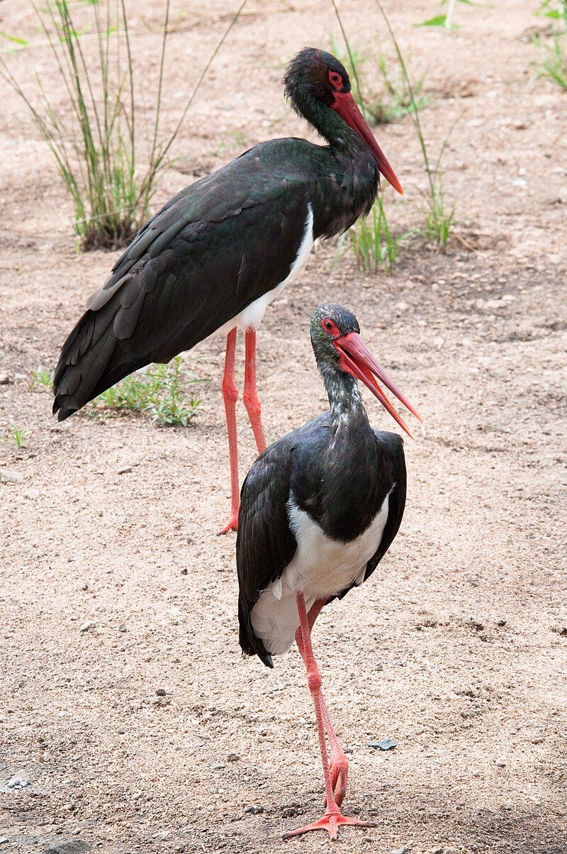 Black_stork__1