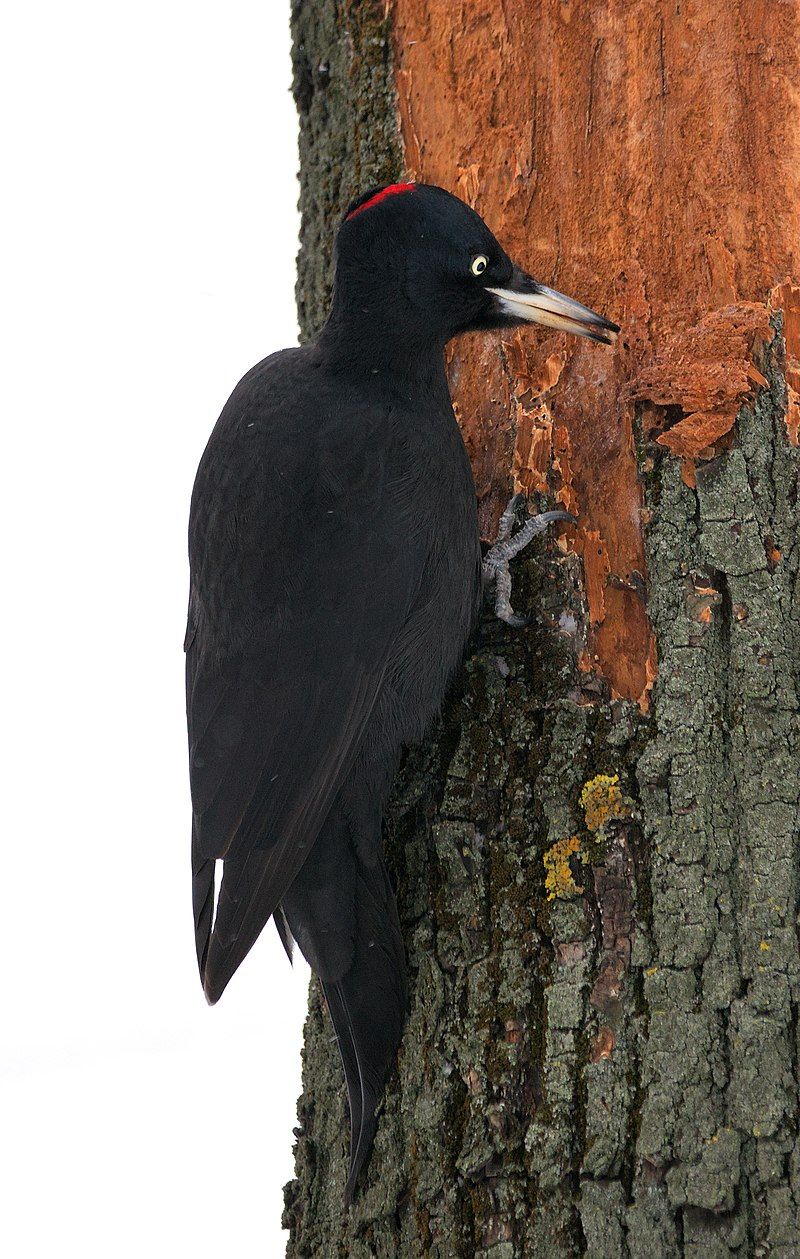 Black_woodpecker__1