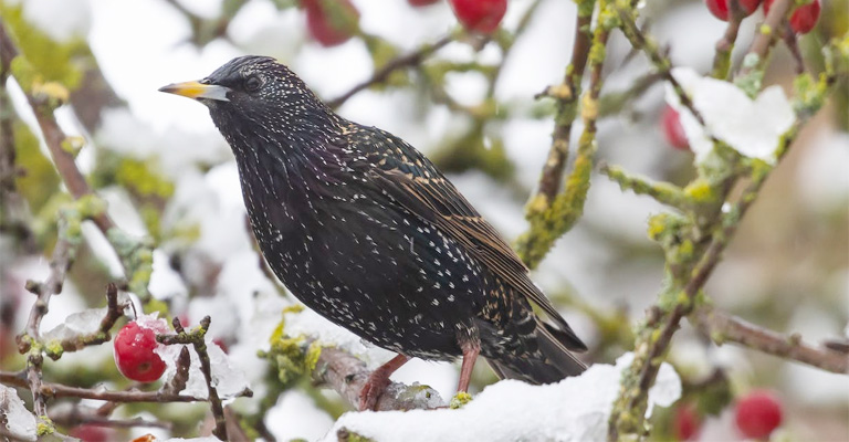 Blackbirds