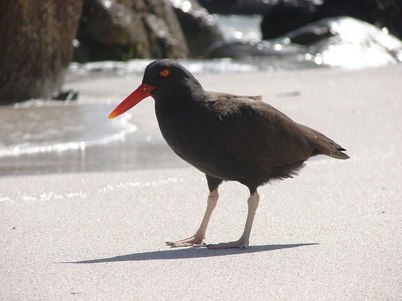 Blackish_oystercatcher__12