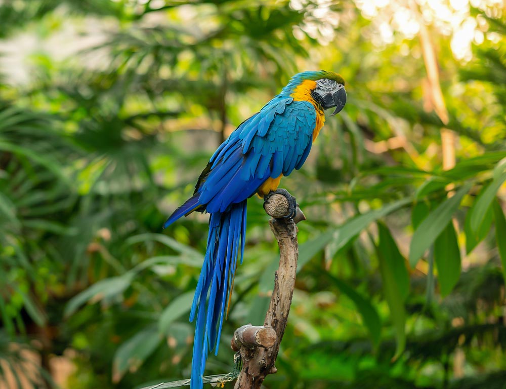 The 25 Blue Birds of Florida: A Visual Guide with Stunning Photos and ...