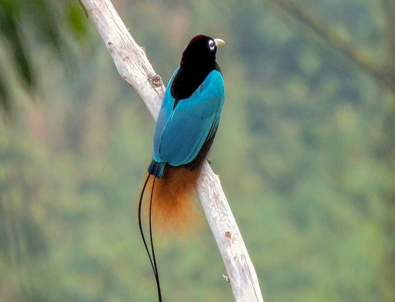 51 Papua New Guinea Birds - The Worlds Rarest Birds