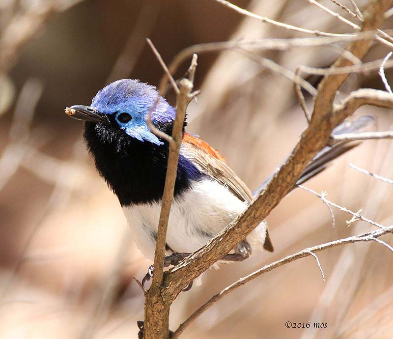 Blue-Breasted Fairywren