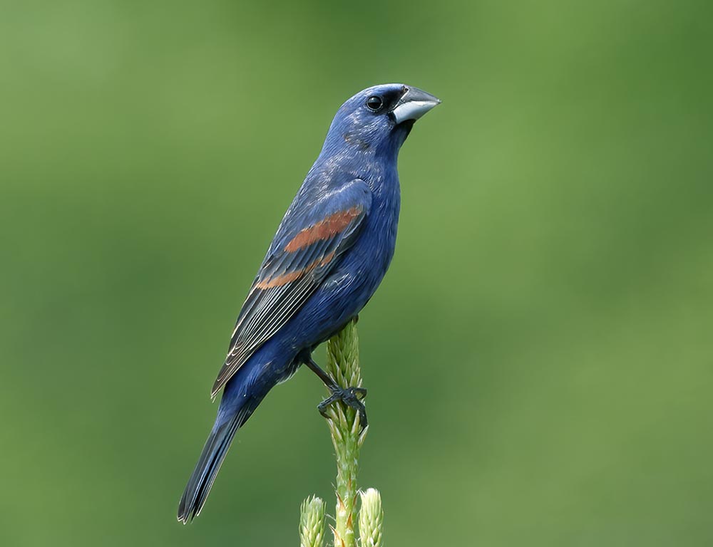 Blue Grosbeak