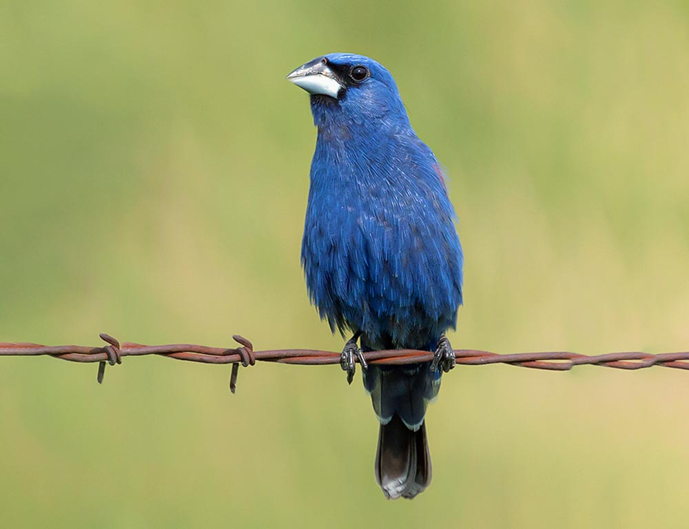 Blue Grosbeak