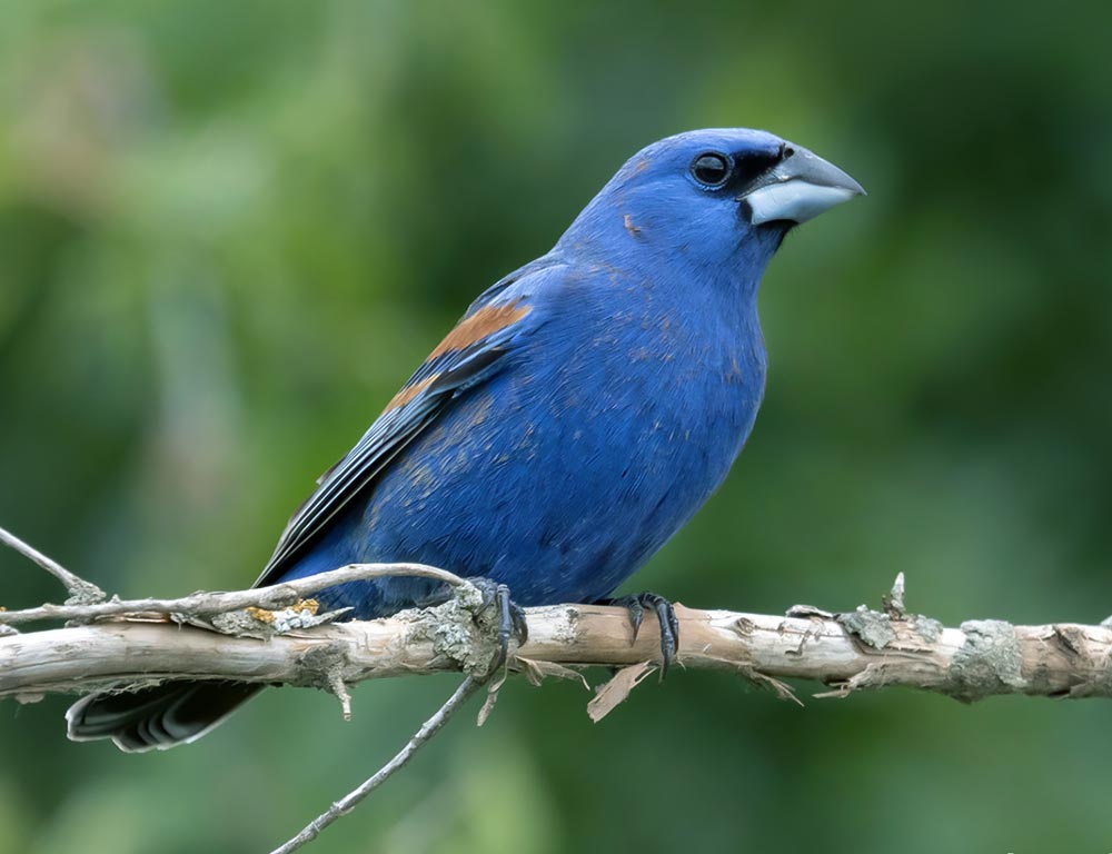 Blue Grosbeak