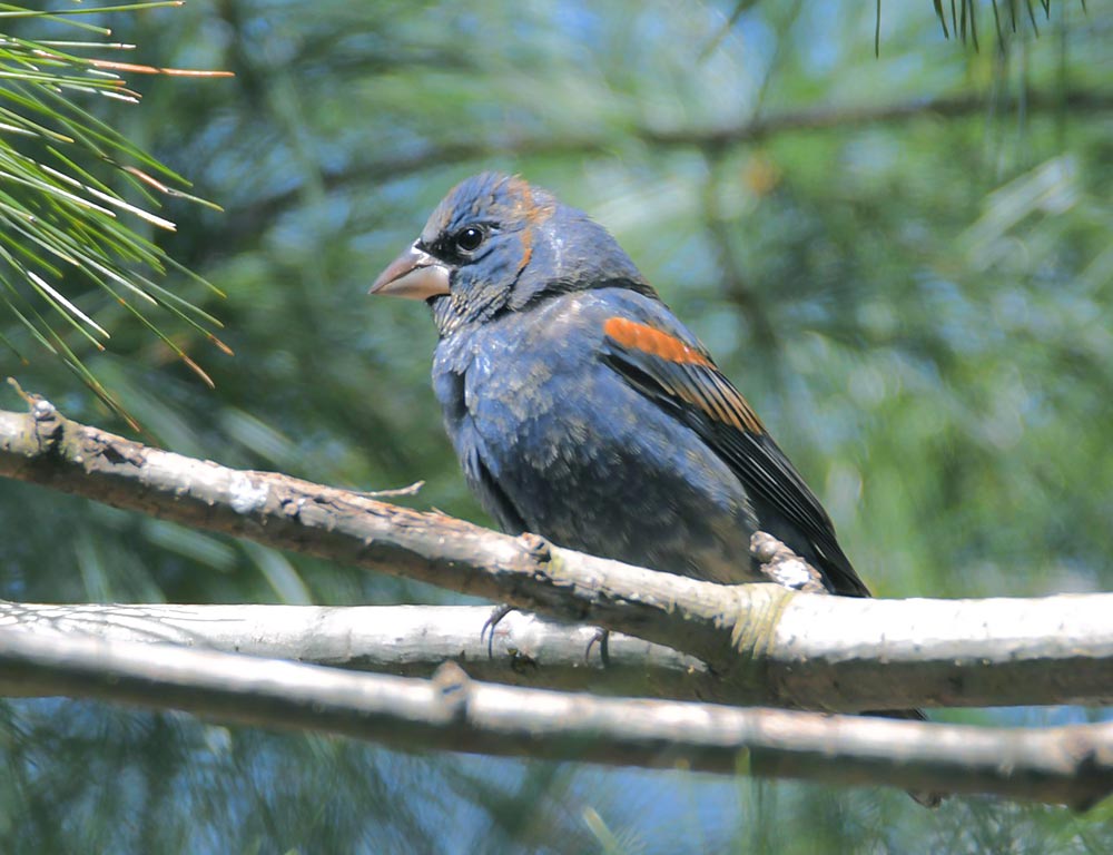 Blue Grosbeak