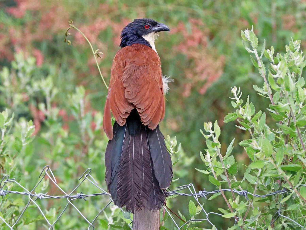 Blue-Headed Coucal