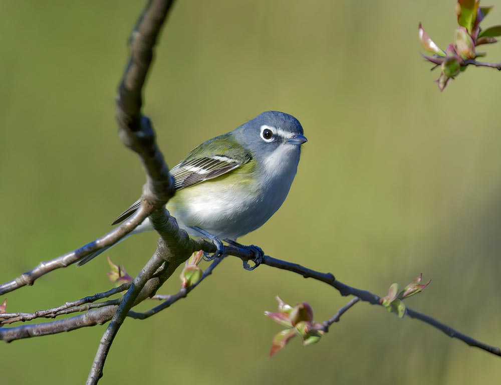 Blue-Headed Vireo