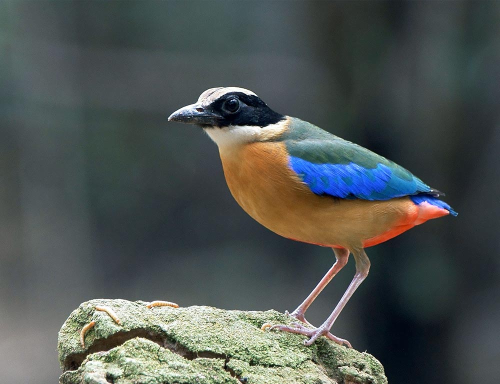 Blue-Winged Pitta