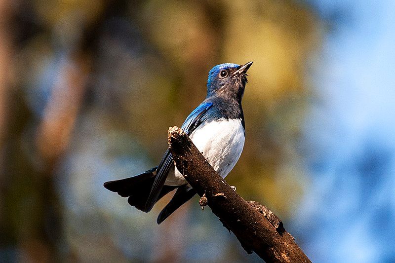 Blue-and-white_flycatcher__12