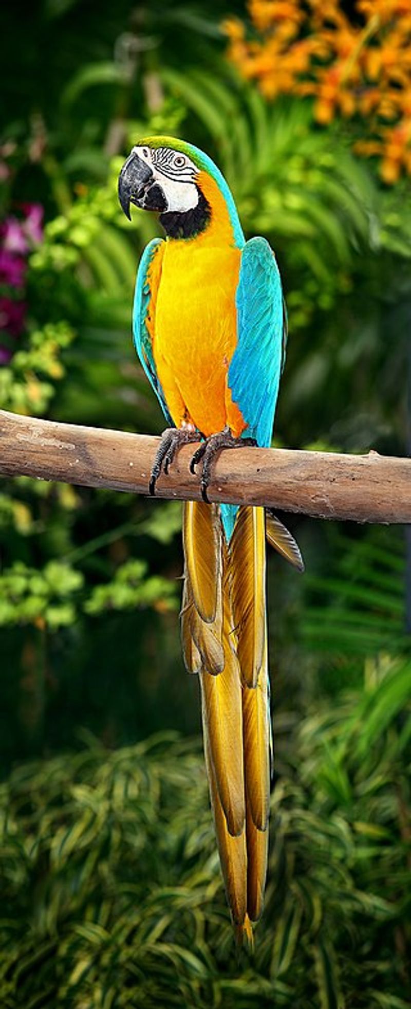 Blue-and-yellow_macaw__17