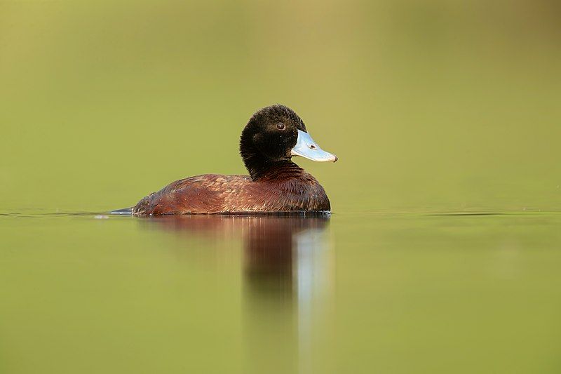 Blue-billed_duck__4