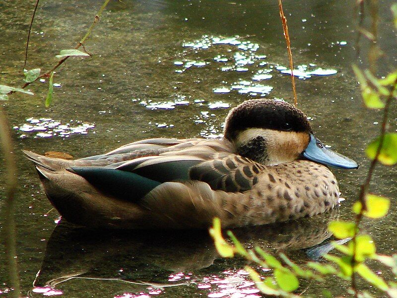 Blue-billed_teal__11