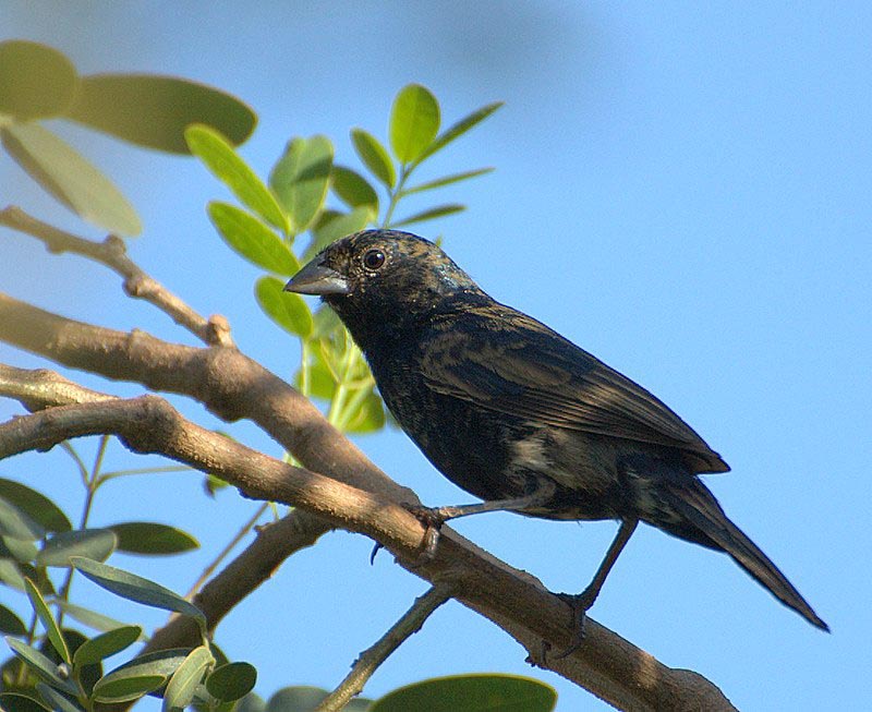 Blue-black Grassquit