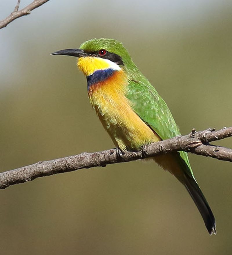 Blue-breasted_bee-eater__5