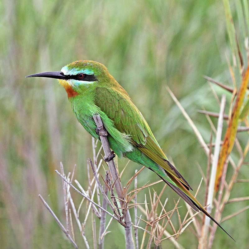 Blue-cheeked Bee-Eater