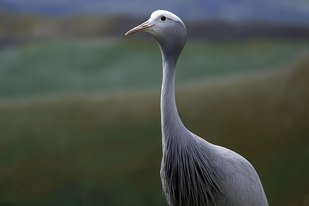 Blue crane