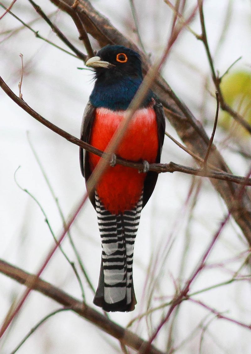 Blue-crowned_trogon__4