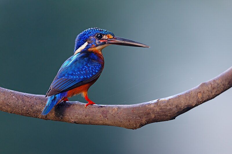 Blue-eared_kingfisher__23