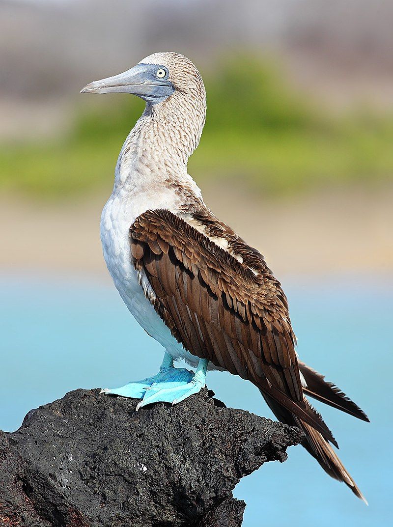 Blue-footed_booby__6