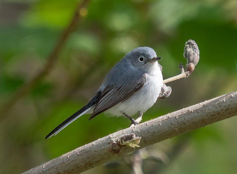 Blue-gray_gnatcatcher__10