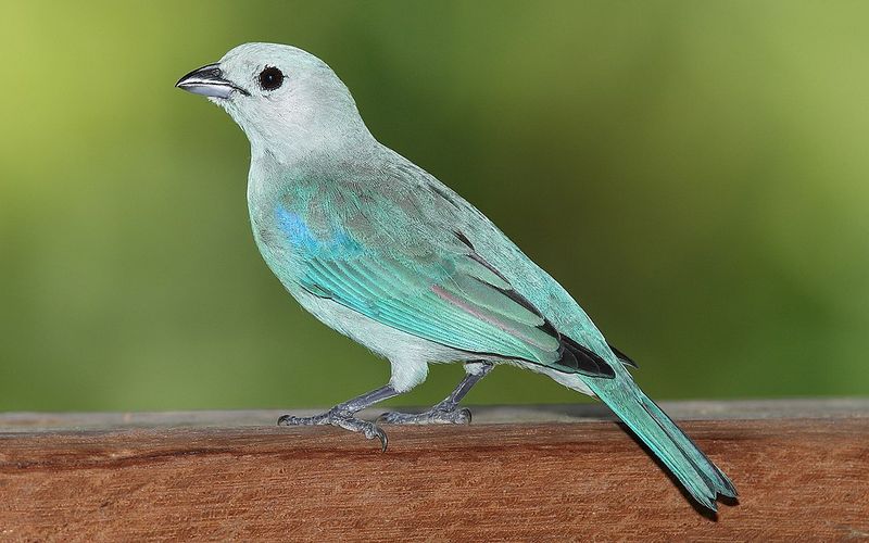 Blue-gray_tanager__1