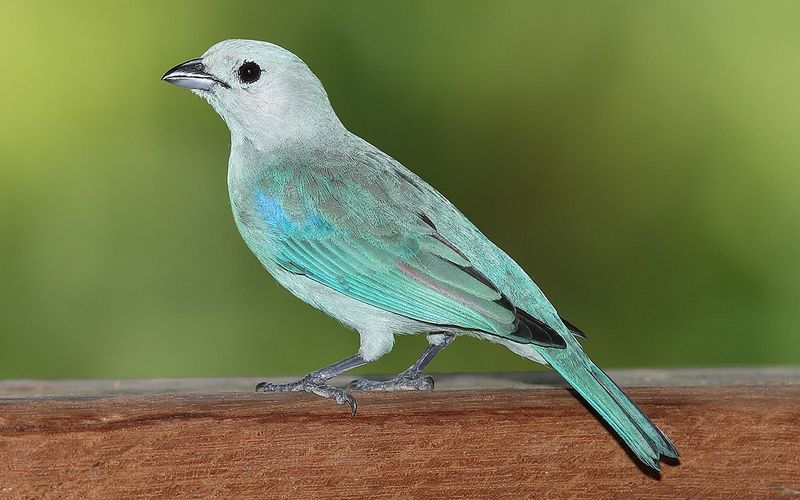 Blue-gray_tanager__3