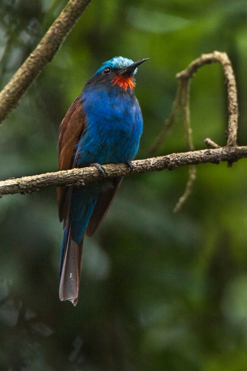 Blue-headed_bee-eater__1