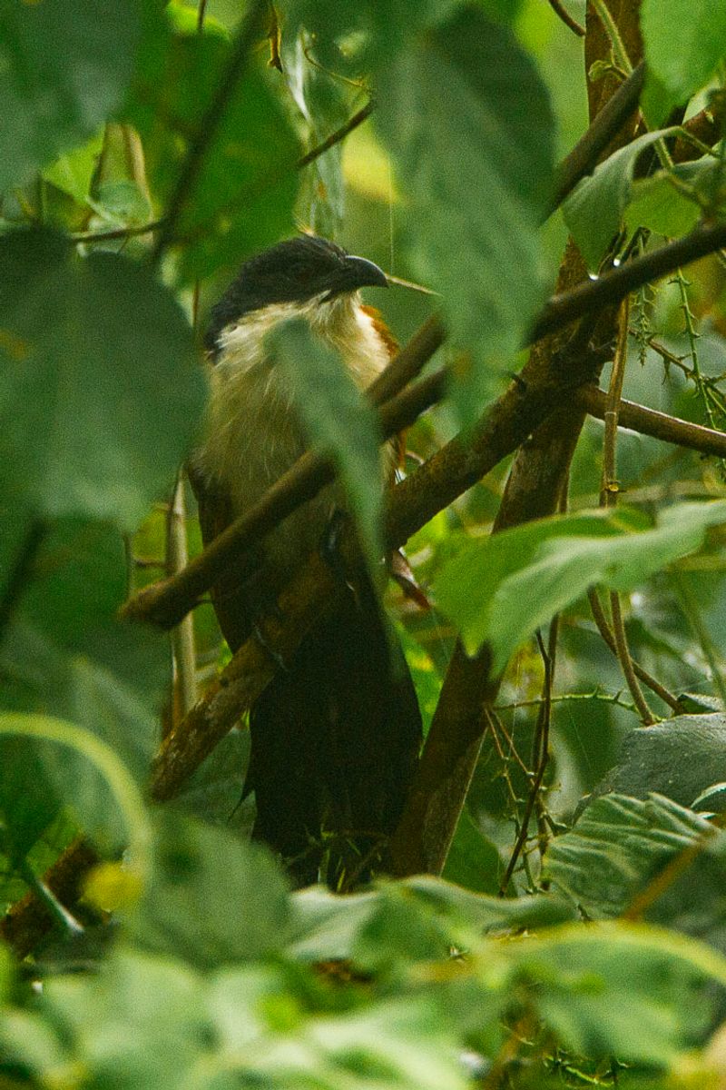 Blue-headed_coucal__11