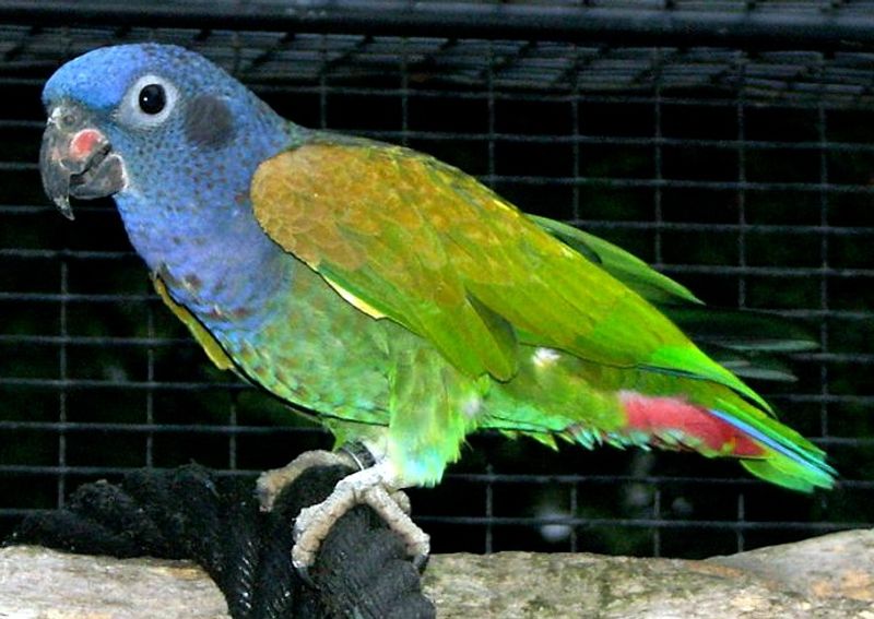 Blue-headed_parrot__5