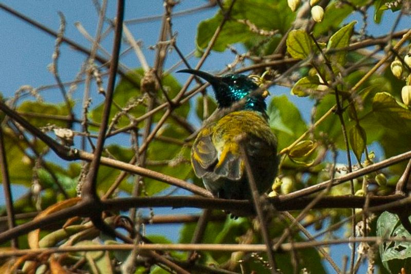 Blue-headed_sunbird__16