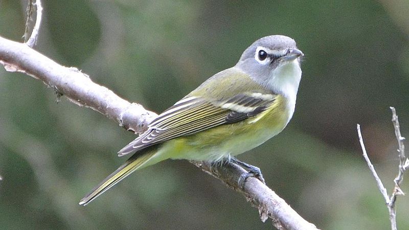 Blue-headed_vireo__12