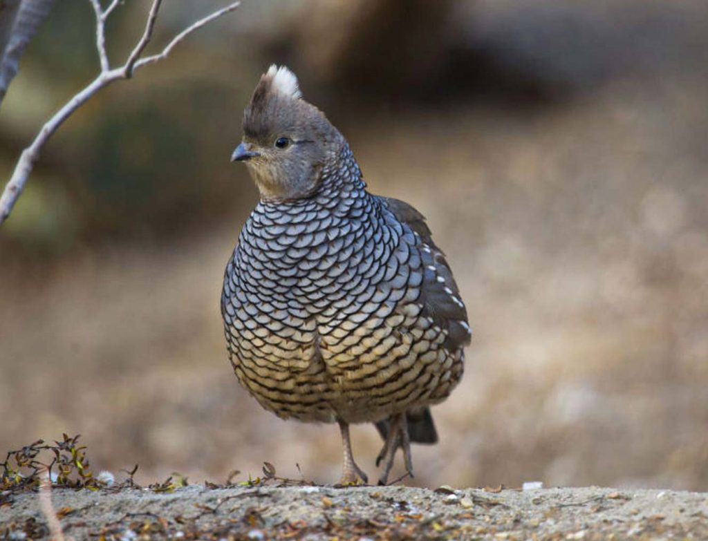 Blue quail