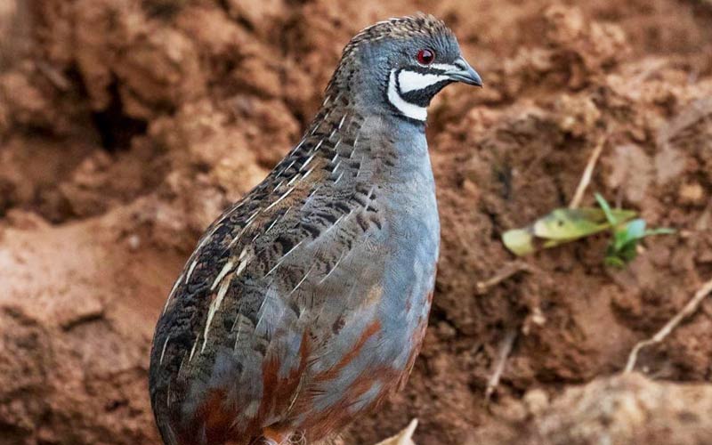 Blue quail