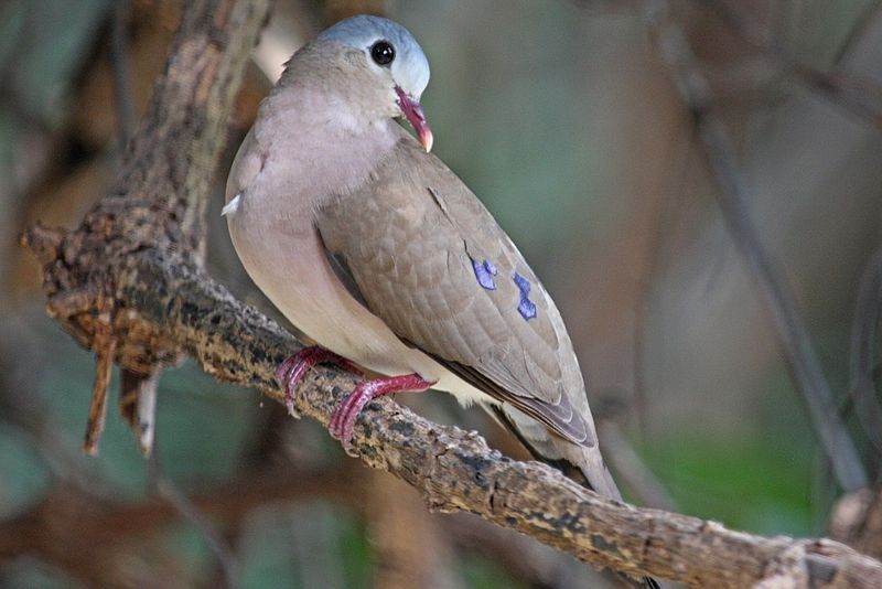 Blue-spotted_wood_dove__12