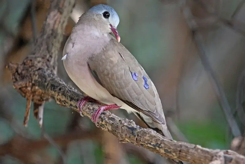 Blue-spotted_wood_dove__6